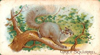 1909 Philadelphia Caramel Zoo (E28) #NNO Gray Squirrel Front