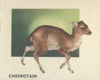 1951 Topps Animals of the World (R714-1) #120 Chevrotain Front
