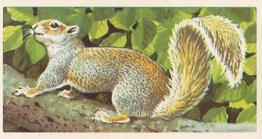 1958 Brooke Bond British Wild Life #19 The Grey Squirrel Front