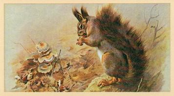 1982 Grandee British Mammals (Imperial Tobacco Limited) #17 Red Squirrel Front