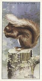 1939 Player's Animals of the Countryside #34 Red Squirrel Front