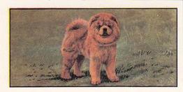1961 Barbers Tea Dogs #11 Chow Chow Front
