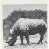 1955 Dryfood Zoo Animals #43 Rhinoceros Front