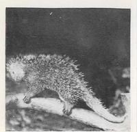 1955 Dryfood Zoo Animals #45 Spiny Tree-Porcupine Front