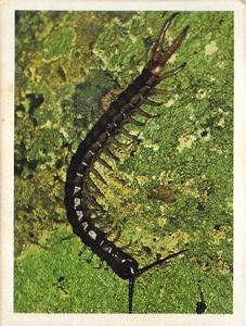 1981 Weet-Bix Backyard Wildlife #1 Centipedes Front