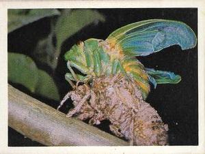 1981 Weet-Bix Backyard Wildlife #14 Green Monday Cicadas Front
