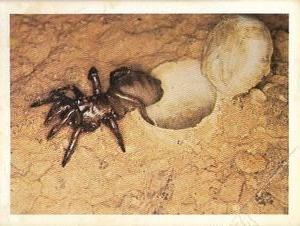 1981 Weet-Bix Backyard Wildlife #20 Trapdoor Spiders Front