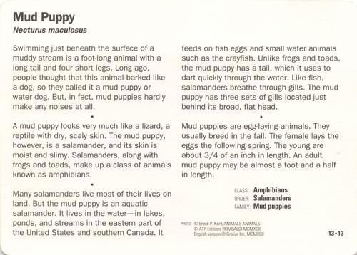 1991-95 Grolier Wildlife Adventure Cards #13.13 Mud Puppy Back