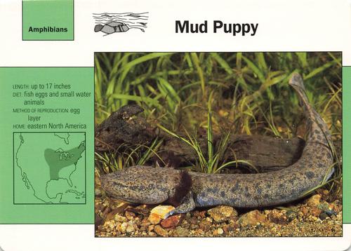 1991-95 Grolier Wildlife Adventure Cards #13.13 Mud Puppy Front