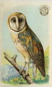 1915 Church & Dwight Useful Birds of America First Series (J5) #11 Barn Owl Front