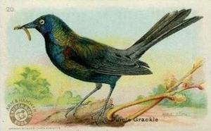 1915 Church & Dwight Useful Birds of America First Series (J5) #20 Purple Grackle Front