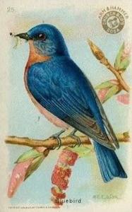 1915 Church & Dwight Useful Birds of America First Series (J5) #25 Bluebird Front